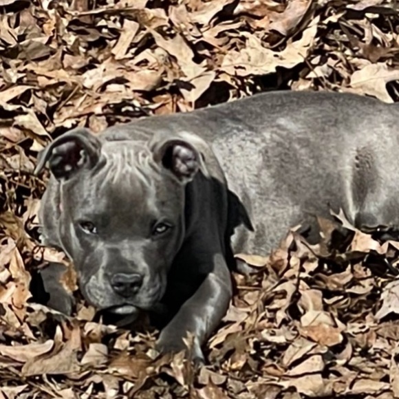 Meet your Posher, Sandy - Picture 2 of 2